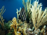 Baby French Angelfish